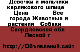 Девочки и мальчики карликового шпица  › Цена ­ 20 000 - Все города Животные и растения » Собаки   . Свердловская обл.,Лесной г.